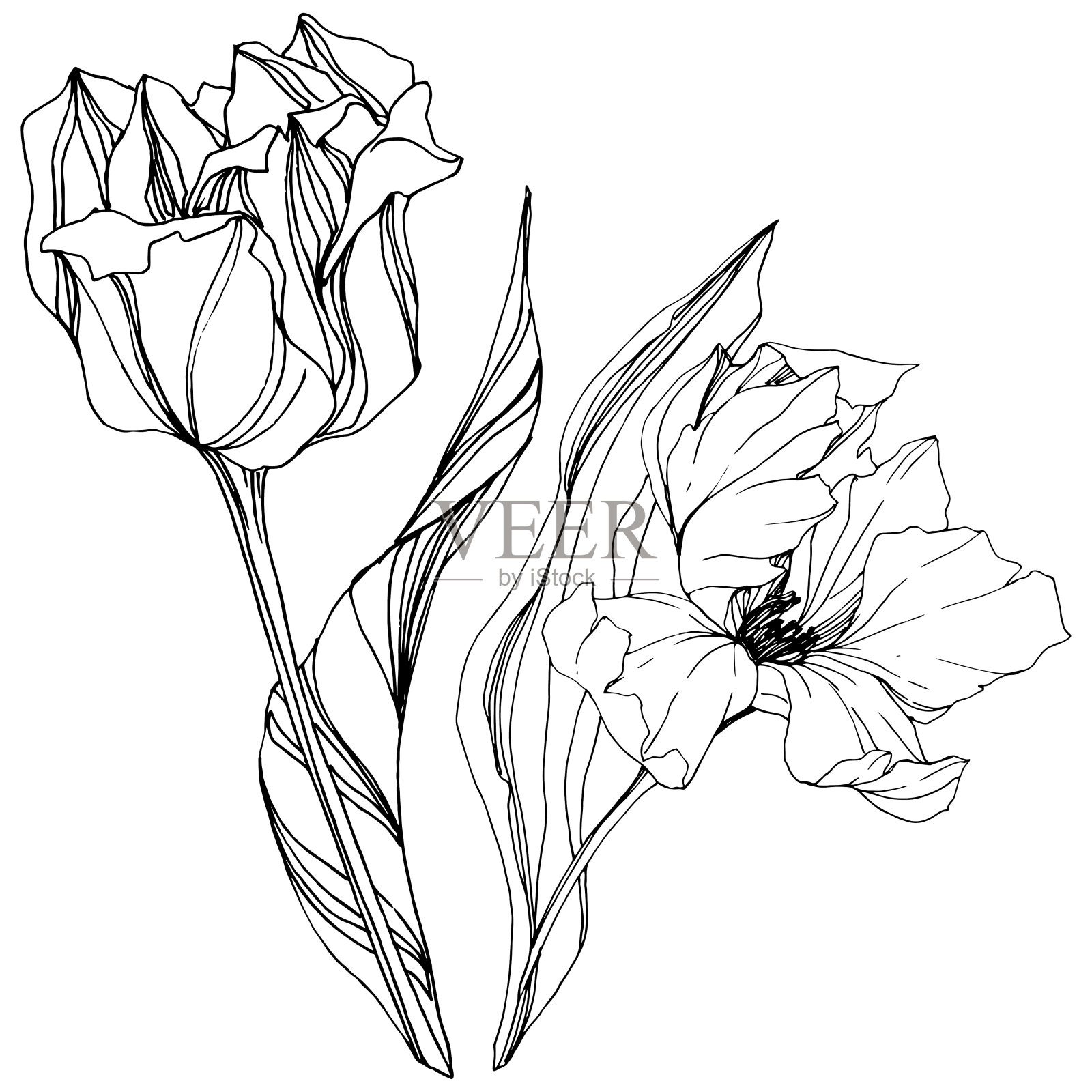 矢量郁金香黑白雕刻水墨艺术。花卉植物的花。孤立的郁金香插图元素。插画图片素材
