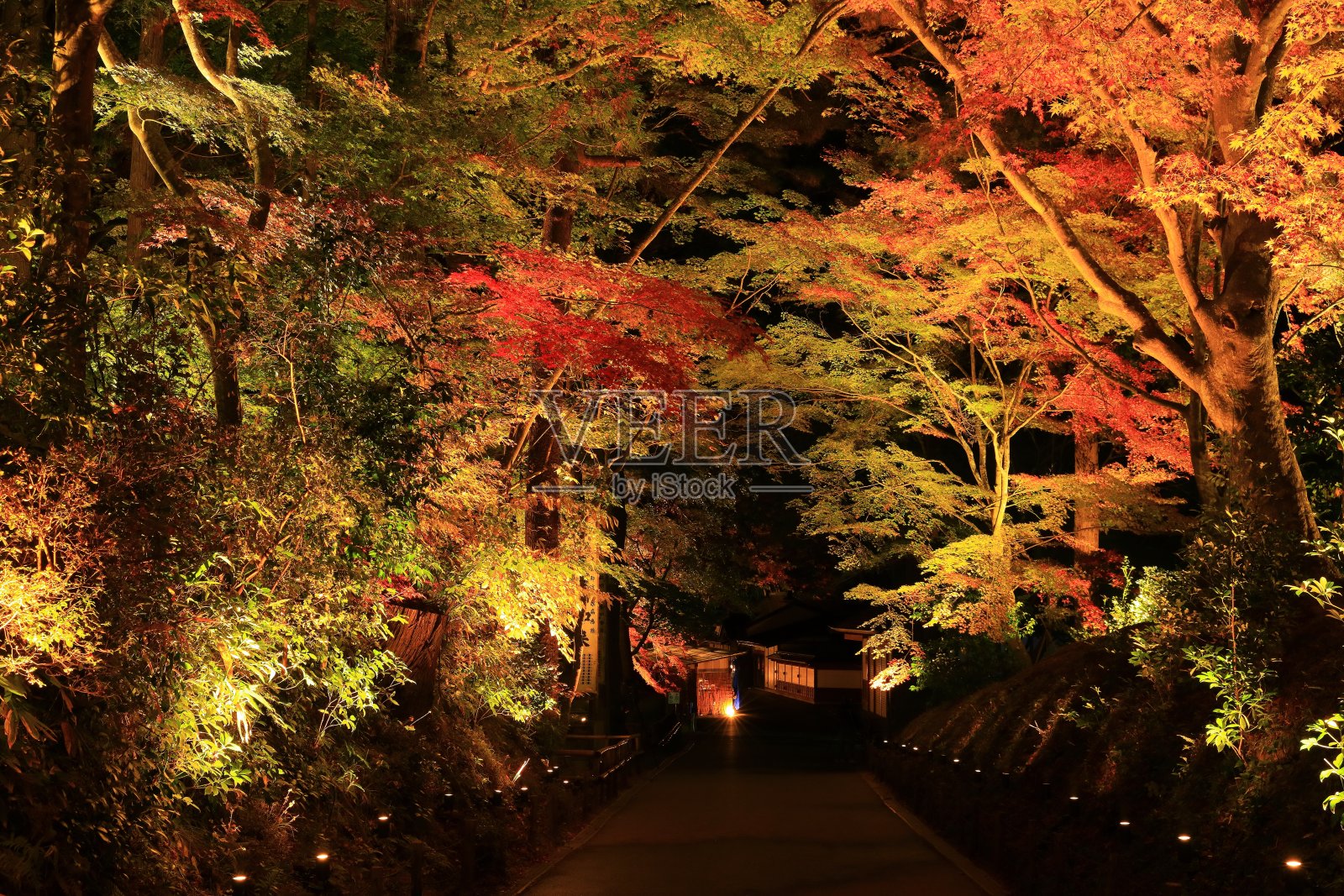 点亮世界遗产秋叶照片摄影图片