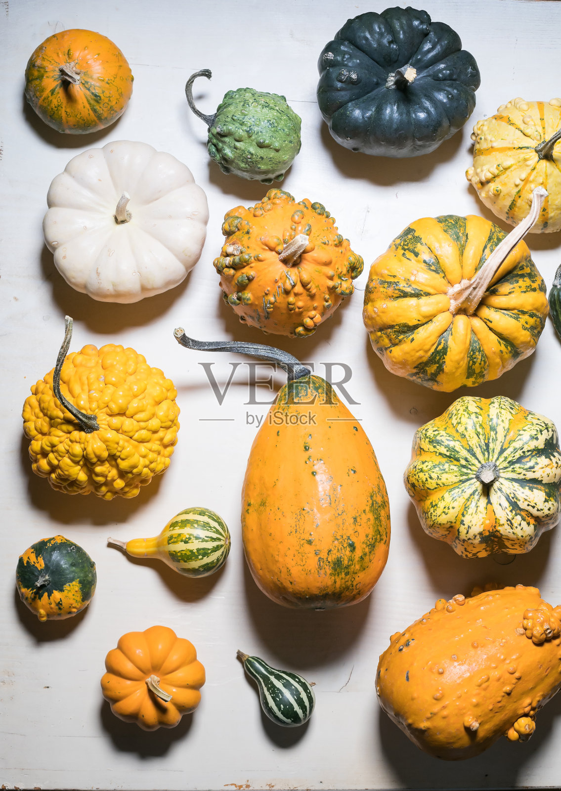 许多南瓜和南瓜的选择照片摄影图片