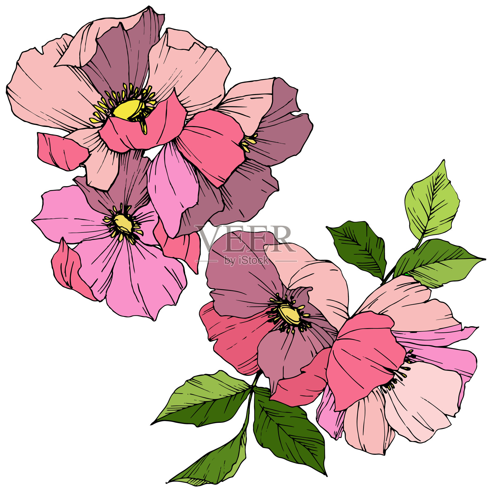 向量粉红蔷薇犬。花卉植物的花。艺术雕刻墨水。孤立的蔷薇插图元素。插画图片素材