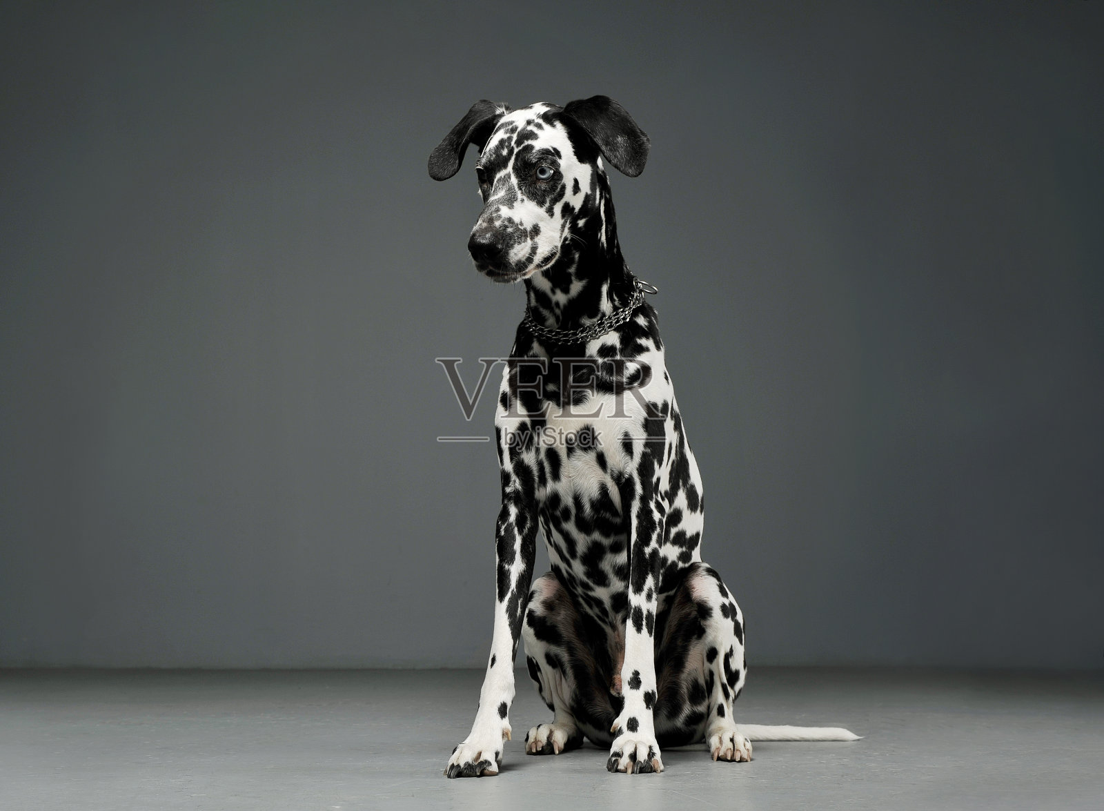 这是一只可爱的达尔马提亚狗坐在地上好奇地往下看的照片照片摄影图片