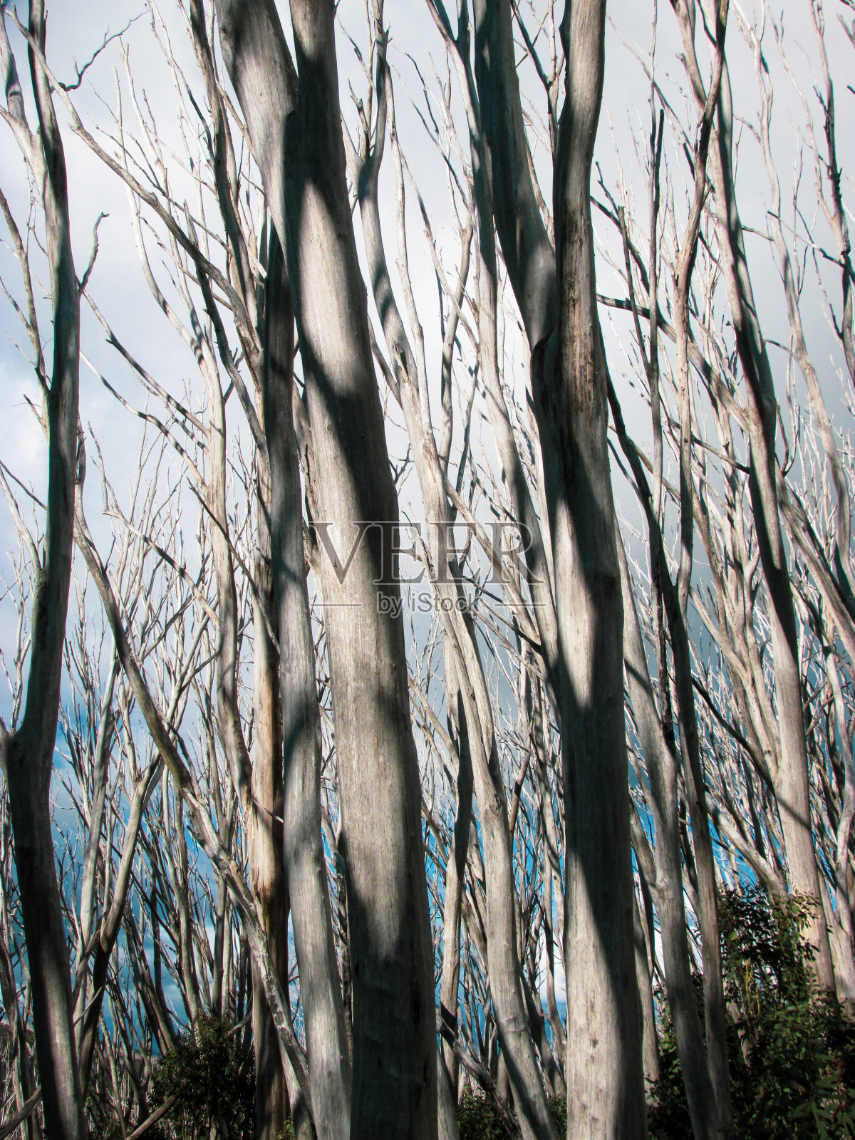 沿着山顶的小径的枯树照片摄影图片