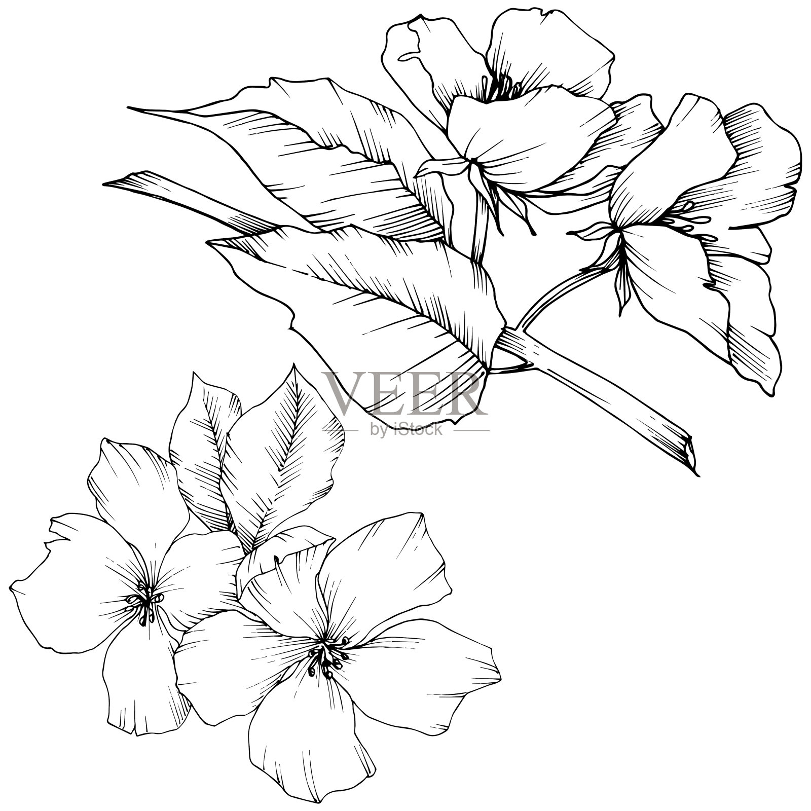 向量苹果开花花花。黑白篆刻水墨艺术。孤立的苹果花花插图元素。插画图片素材