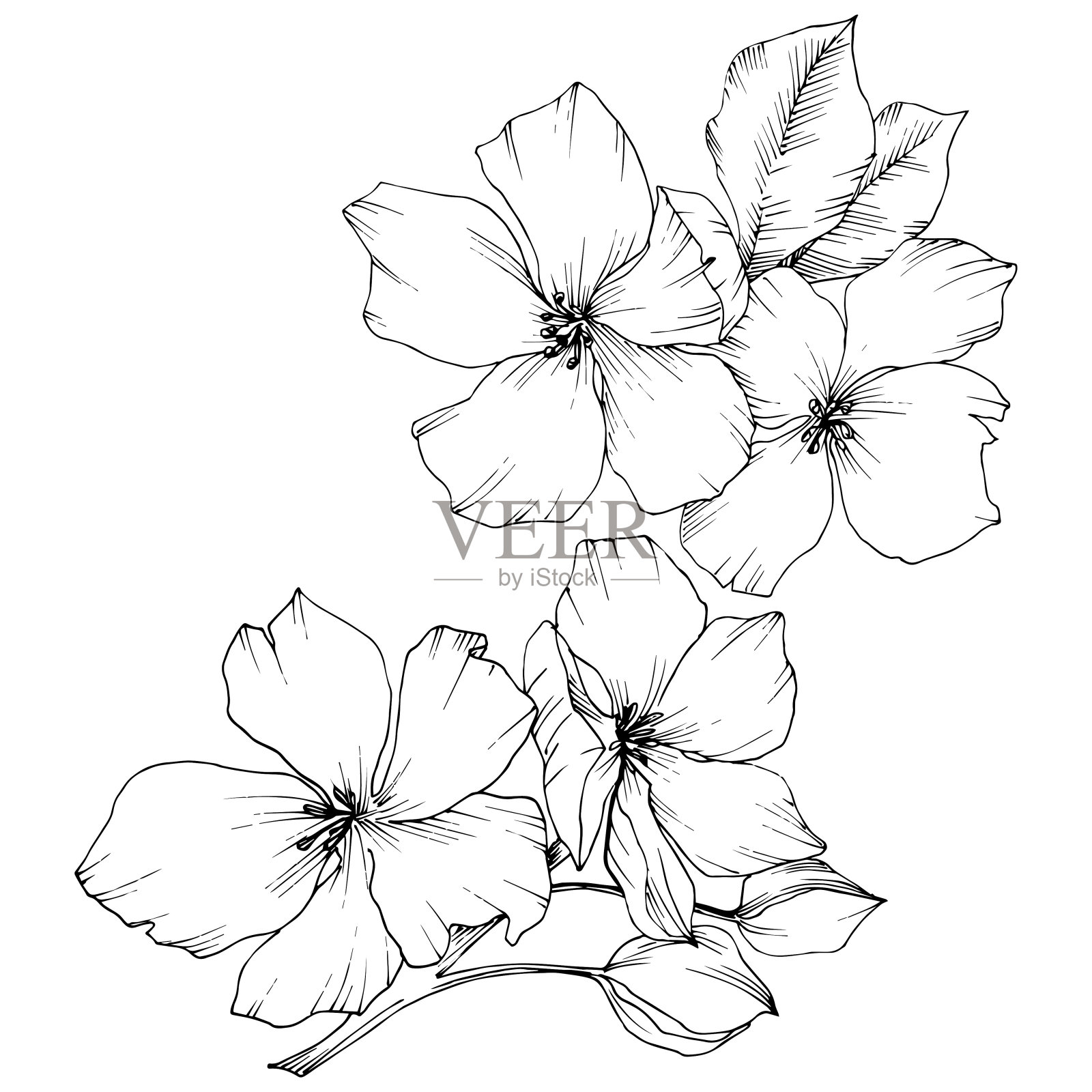 向量苹果开花花花。黑白篆刻水墨艺术。孤立的苹果花花插图元素。插画图片素材