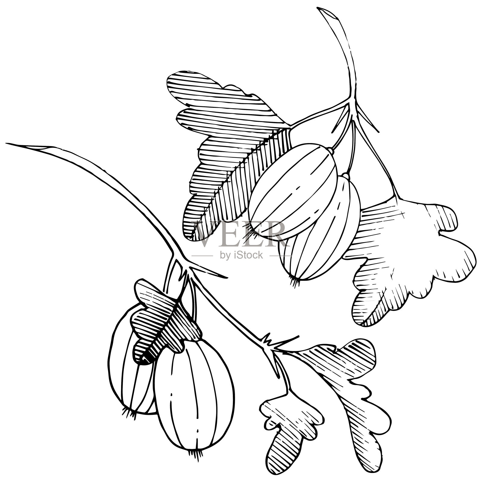 矢量黑白雕刻水墨艺术。孤立的醋栗插图元素。插画图片素材