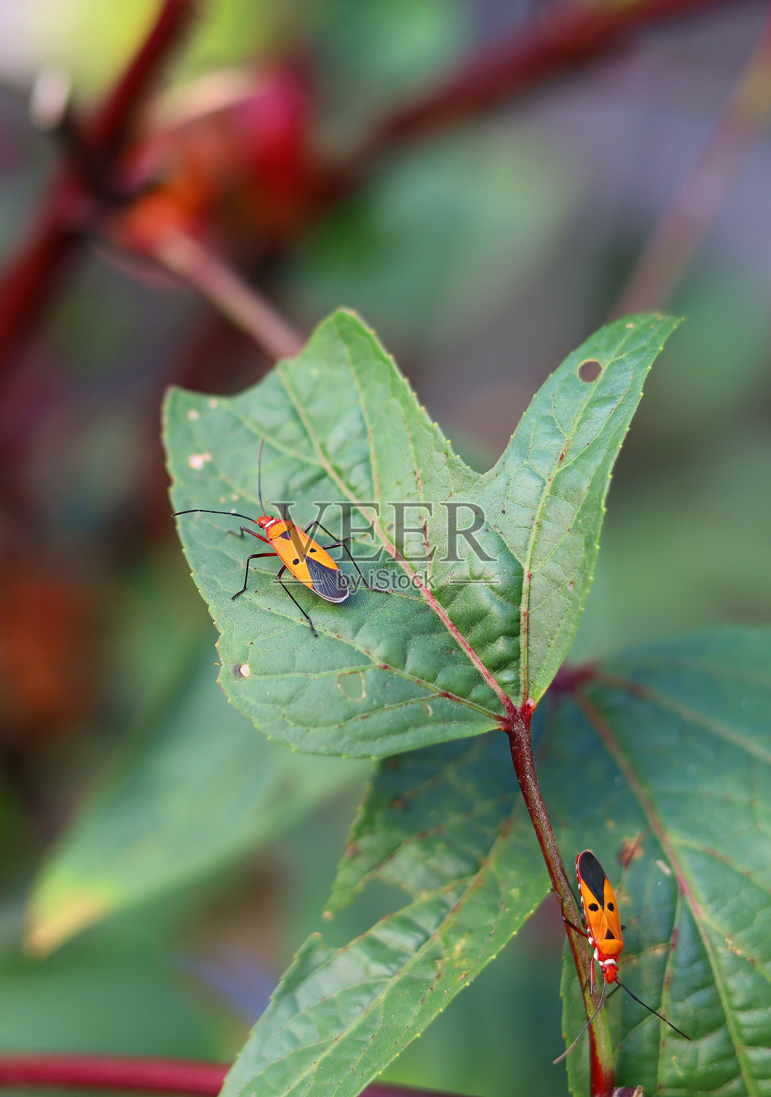 蔷薇花和小昆虫。照片摄影图片