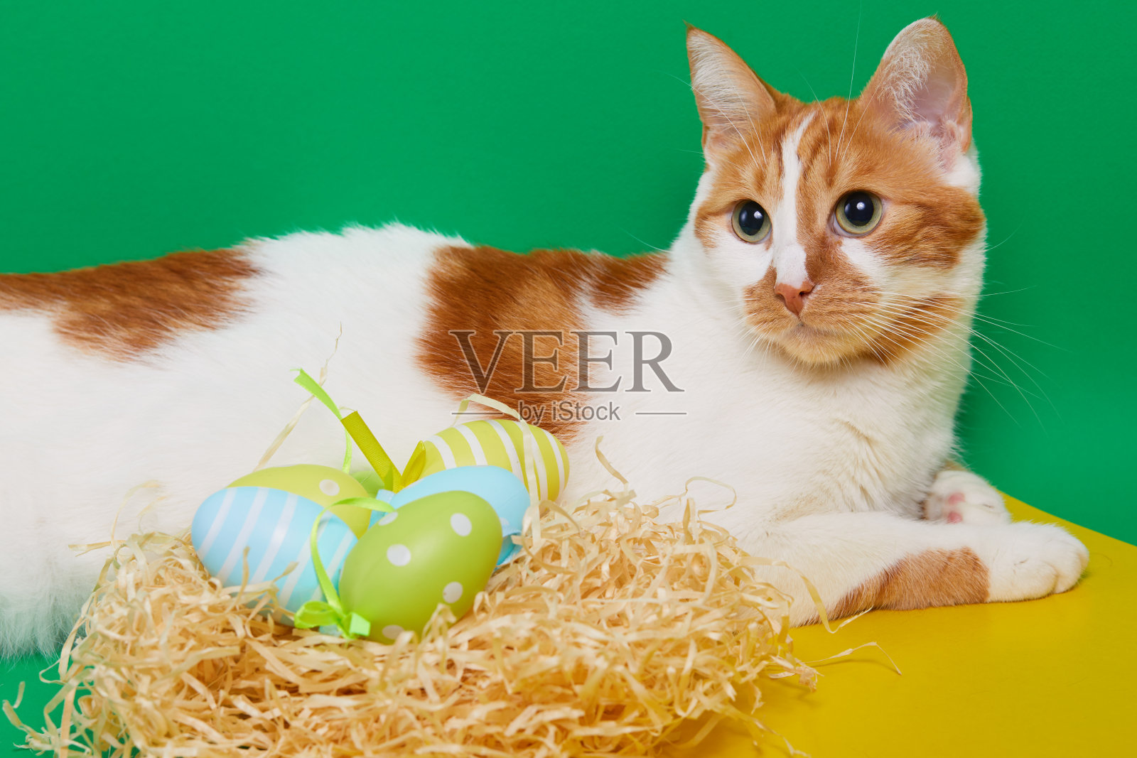 生姜家猫的肖像与复活节彩蛋在绿色的背景照片摄影图片