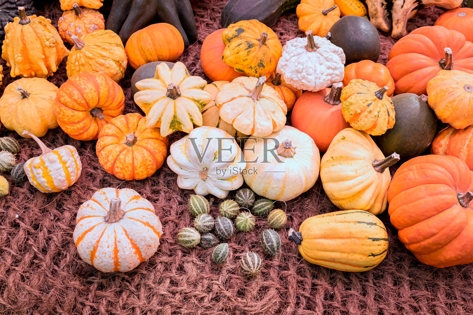 各种颜色的南瓜在木制的背景上照片摄影图片