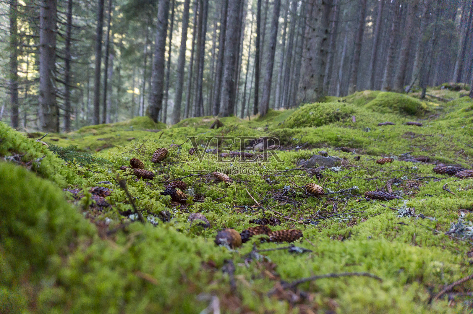 树皮和苔藓的纹理。森林中有高大的老树和苔藓。森林里长着绿叶的树。美丽的落叶林,风景,风景,小路照片摄影图片
