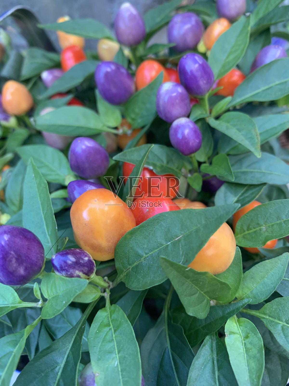 多彩色辣椒照片摄影图片