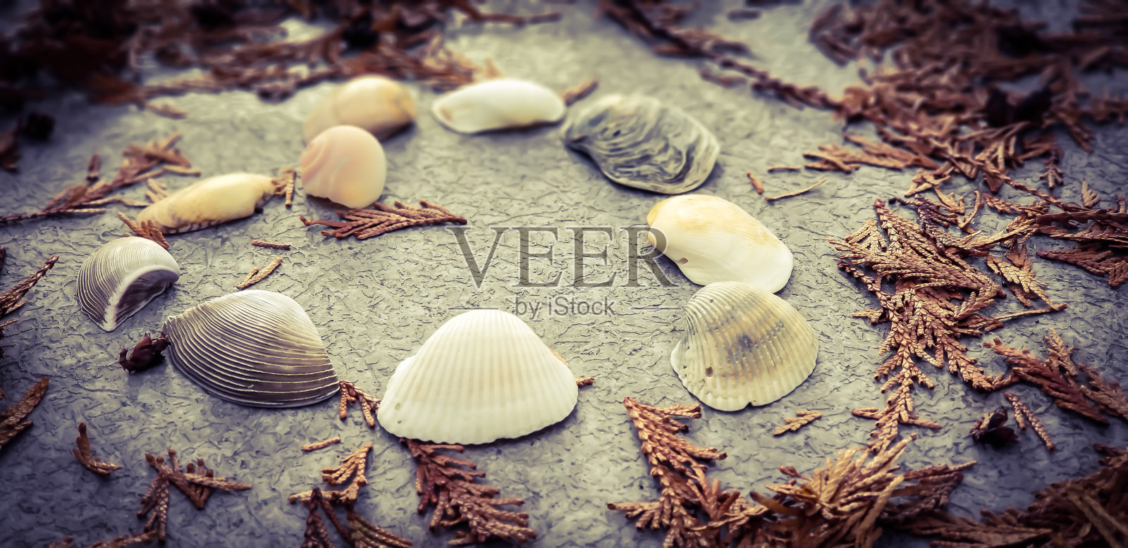 海贝的心照片摄影图片