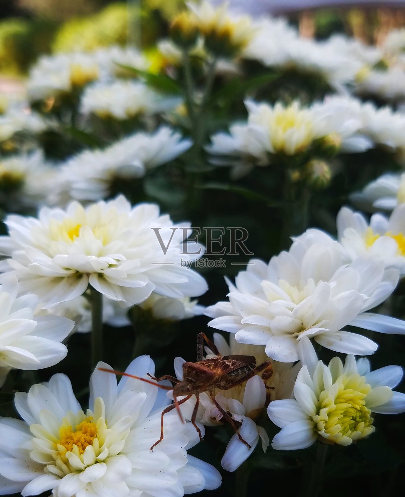 蜜蜂在工作照片摄影图片