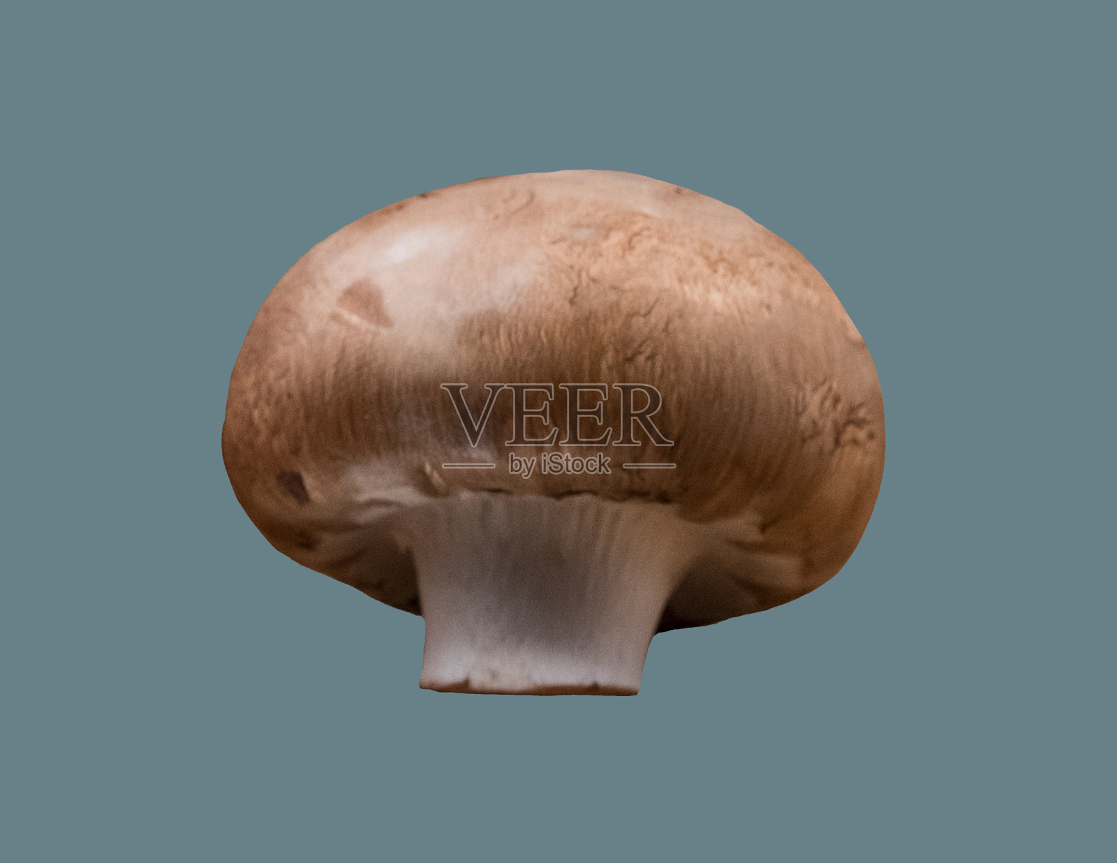 香槟蘑菇在一个孤立的背景。照片摄影图片