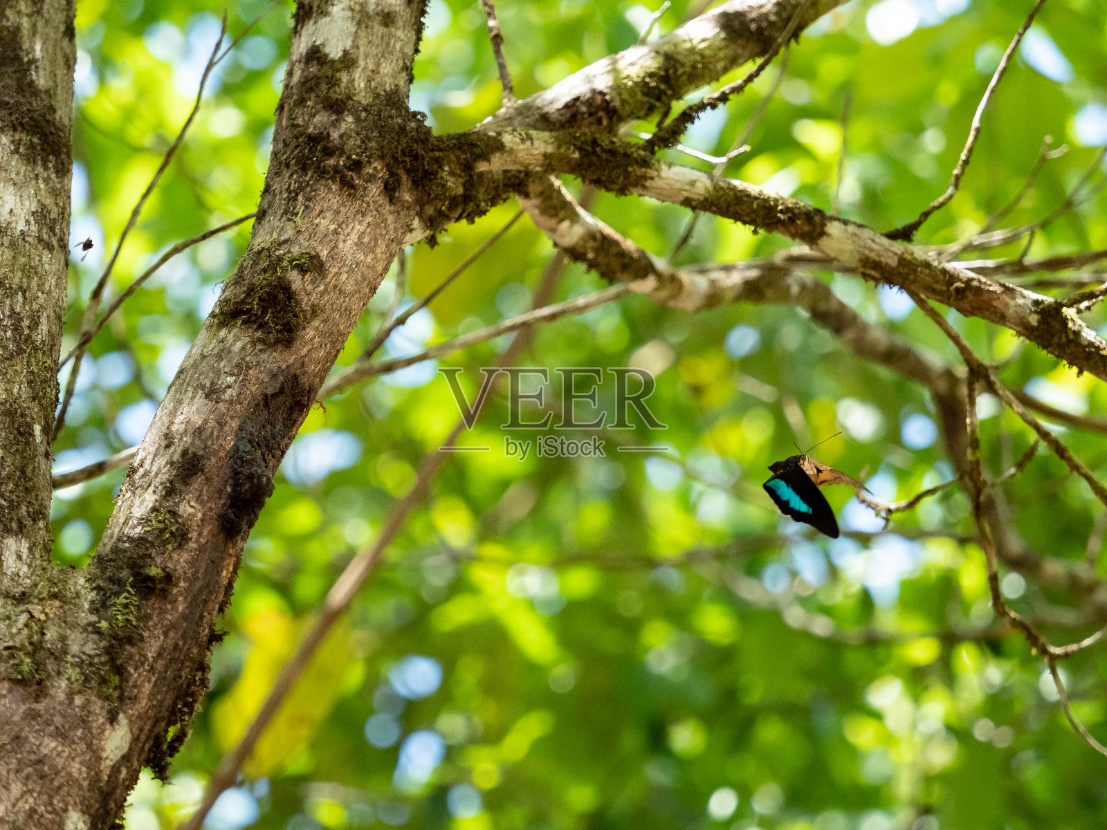 Prepona莱尔提斯照片摄影图片