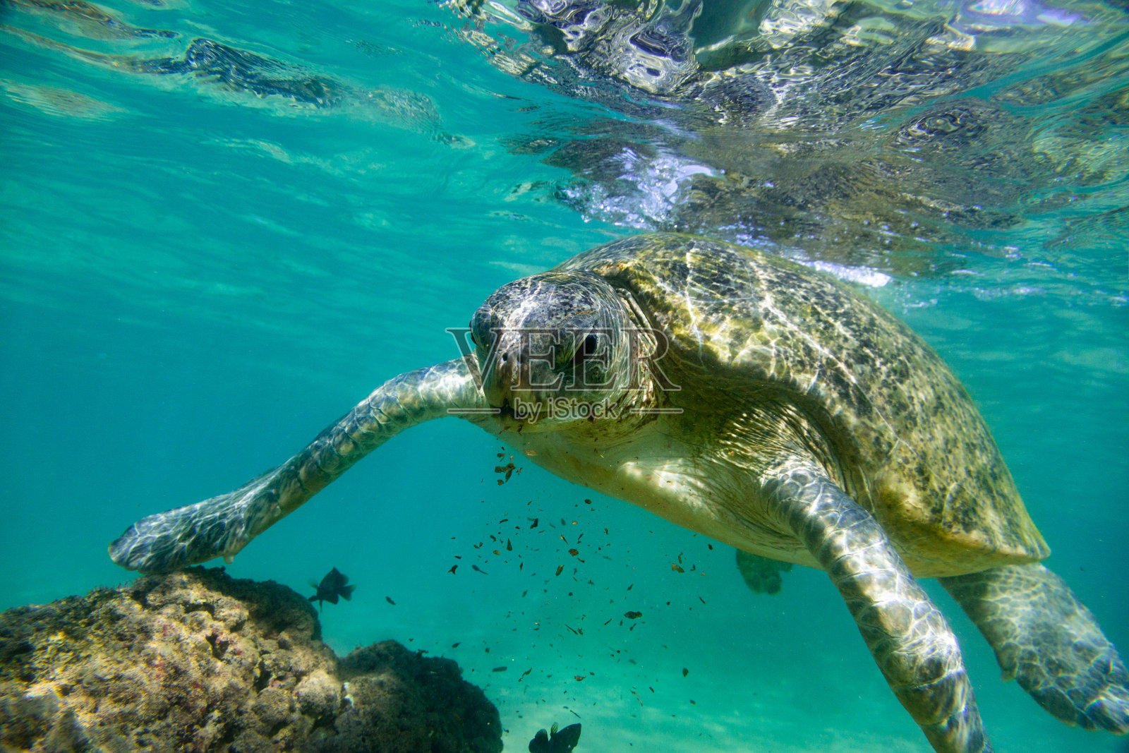 野生环境中的绿海龟照片摄影图片