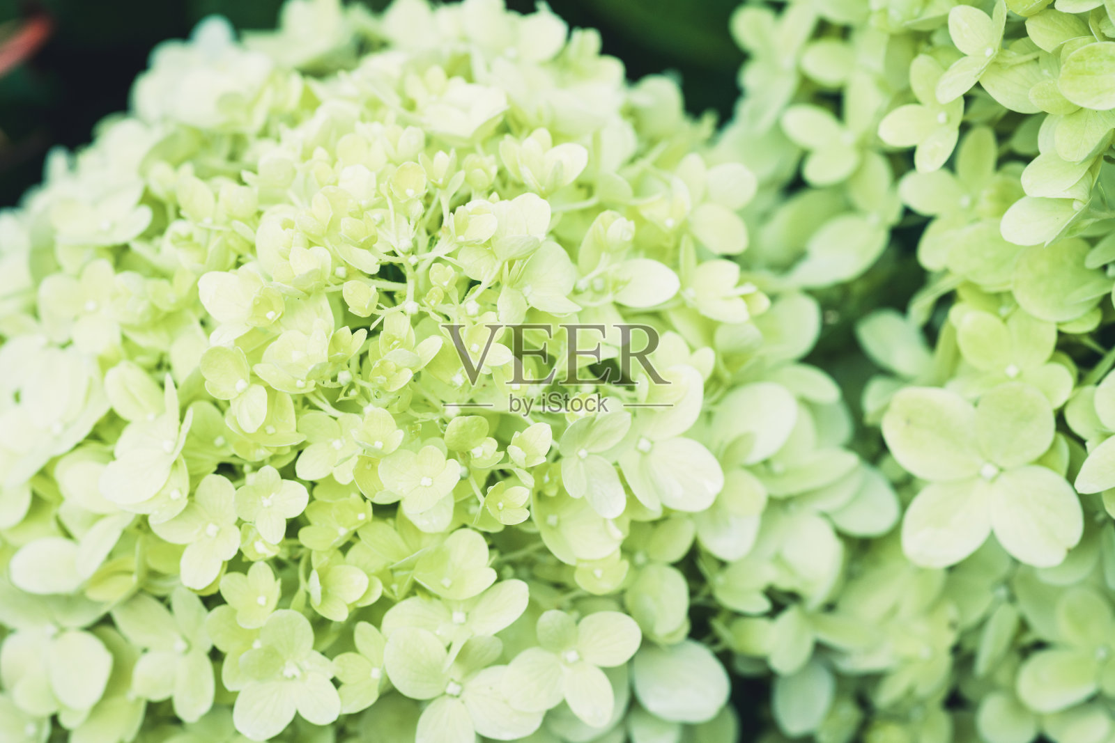 花园里盛开的绣球花照片摄影图片