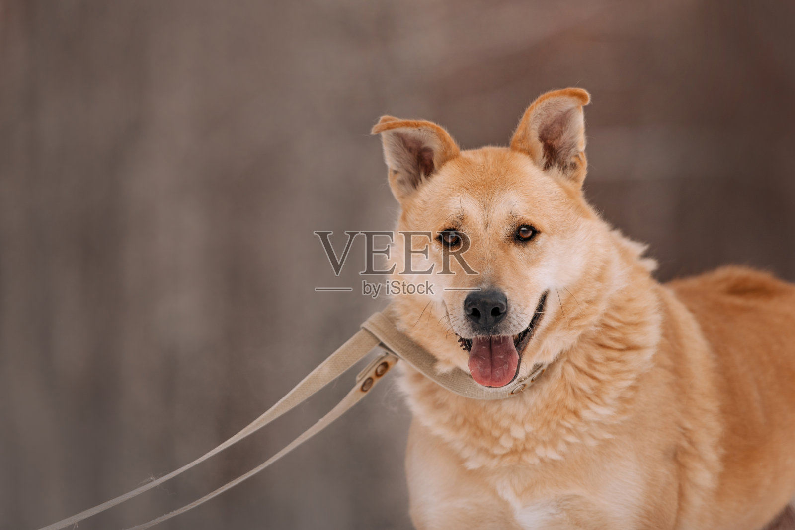 快乐的红狗和有趣的耳朵摆姿势在户外照片摄影图片