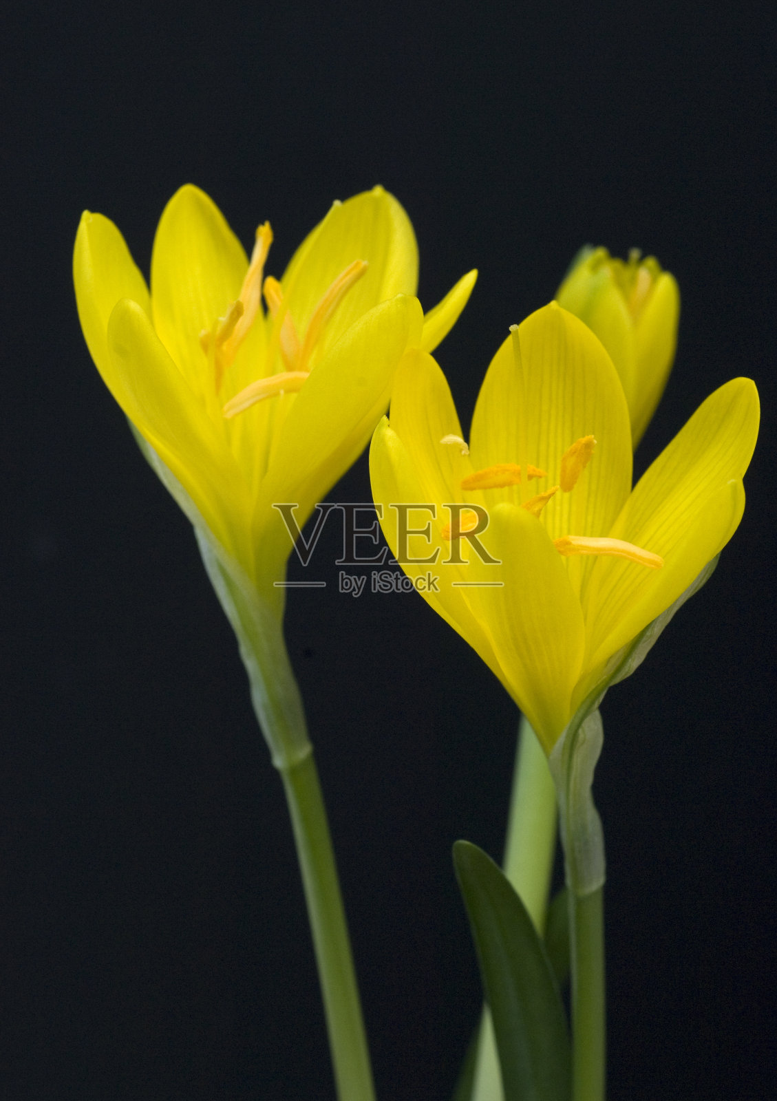 雷暴花,黄藤照片摄影图片