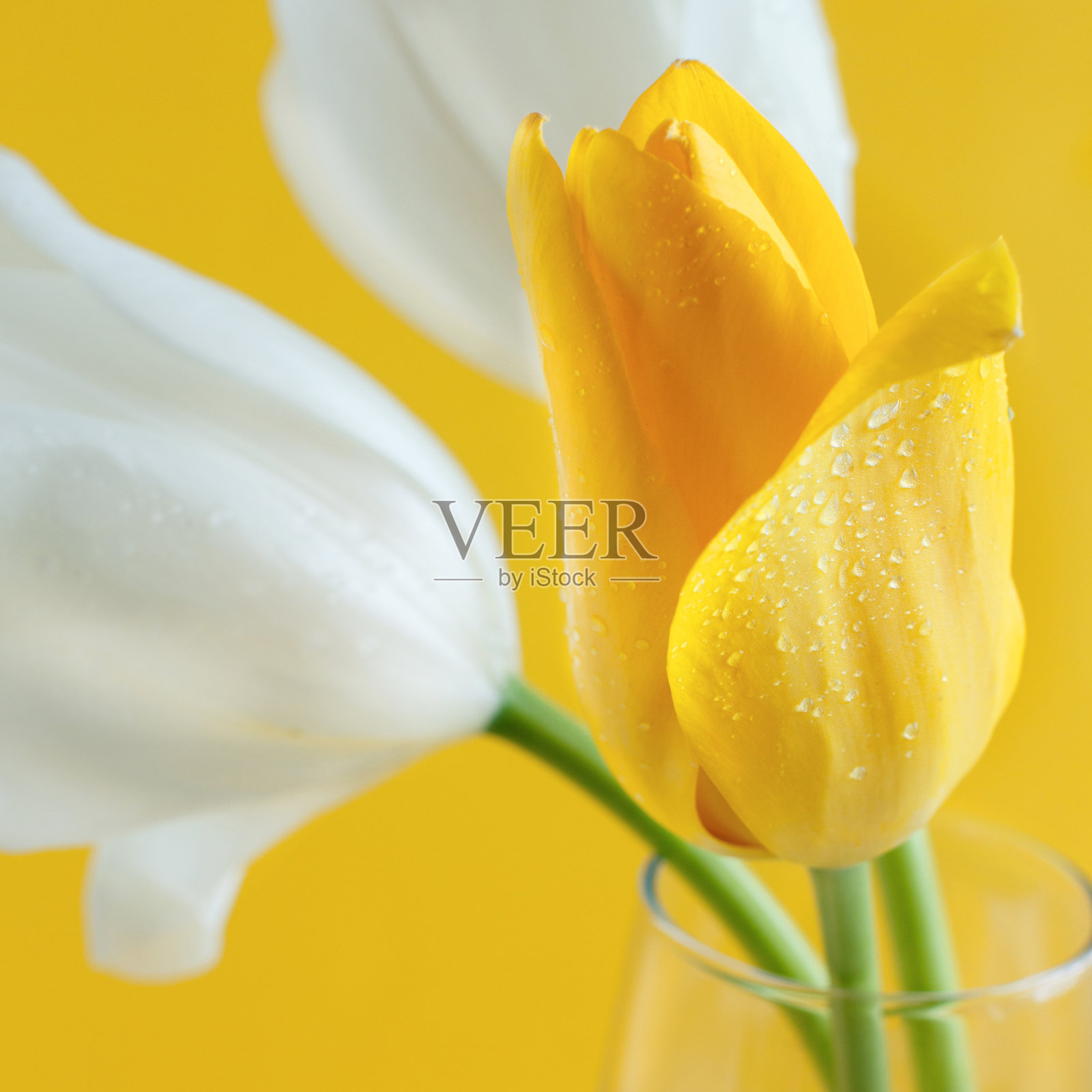 黄色背景上的黄色和白色郁金香照片摄影图片