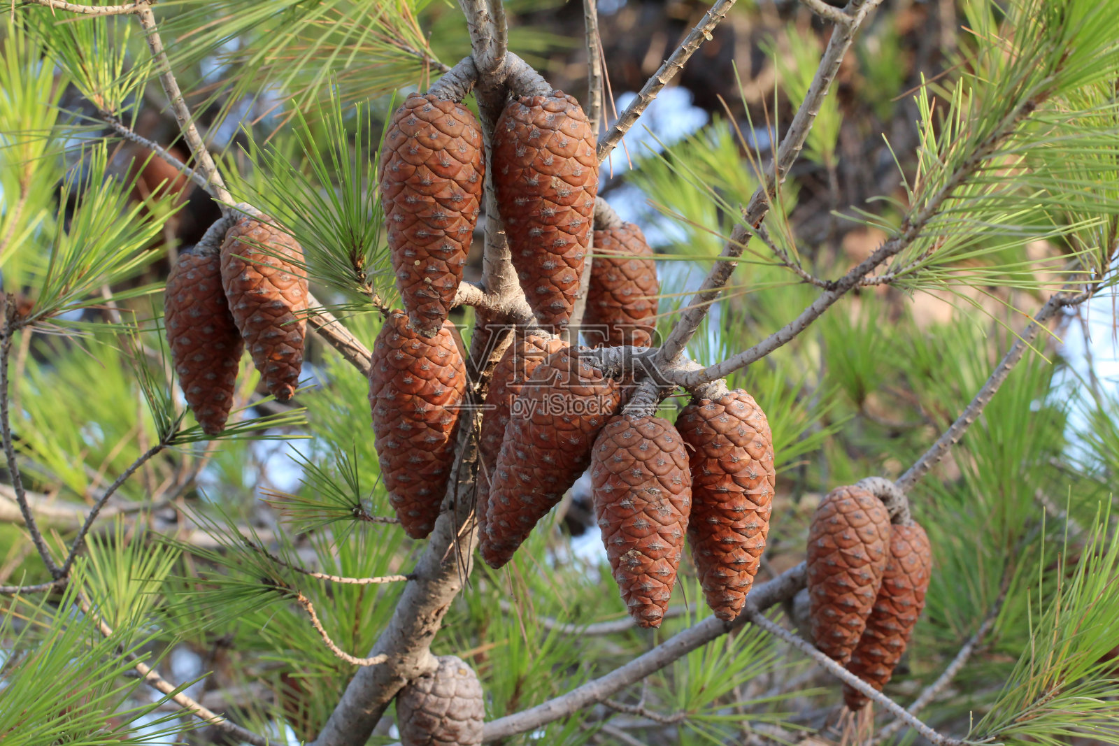 有石松球果的松树树枝照片摄影图片