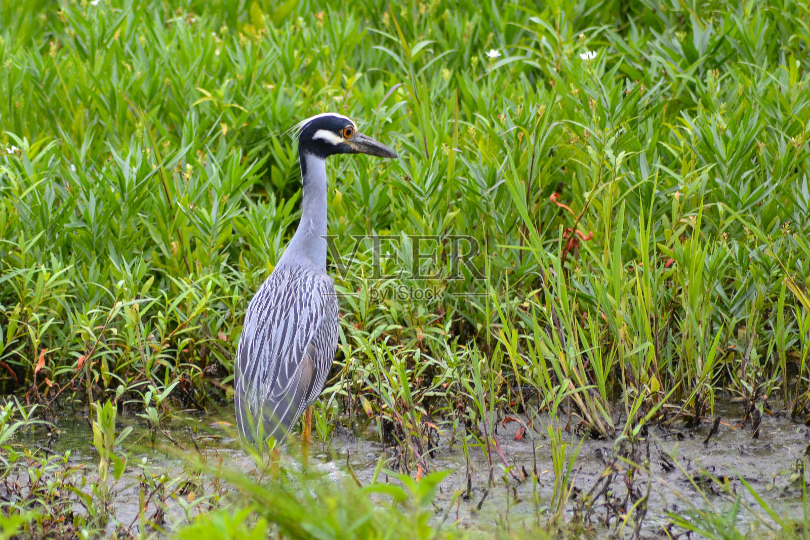 我的蓝鹭照片摄影图片