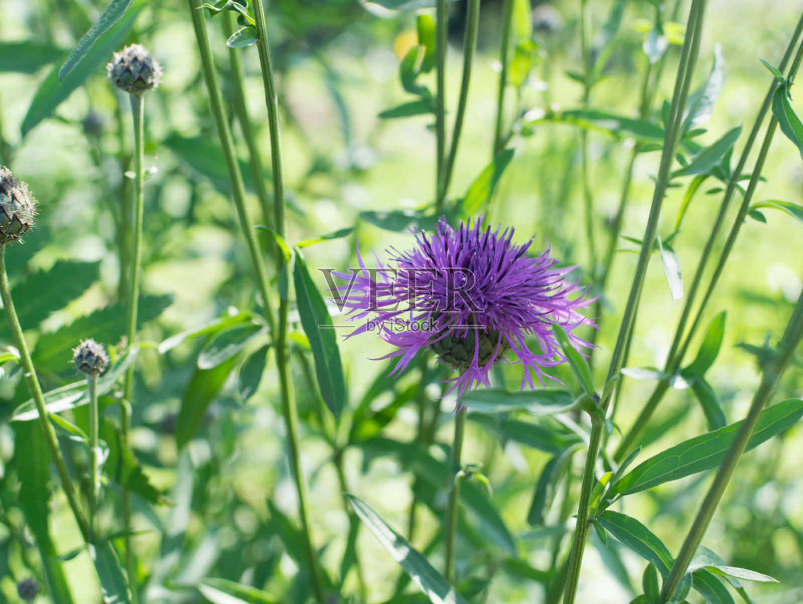 矢车菊或更大的矢车菊在夏季花园的花照片摄影图片