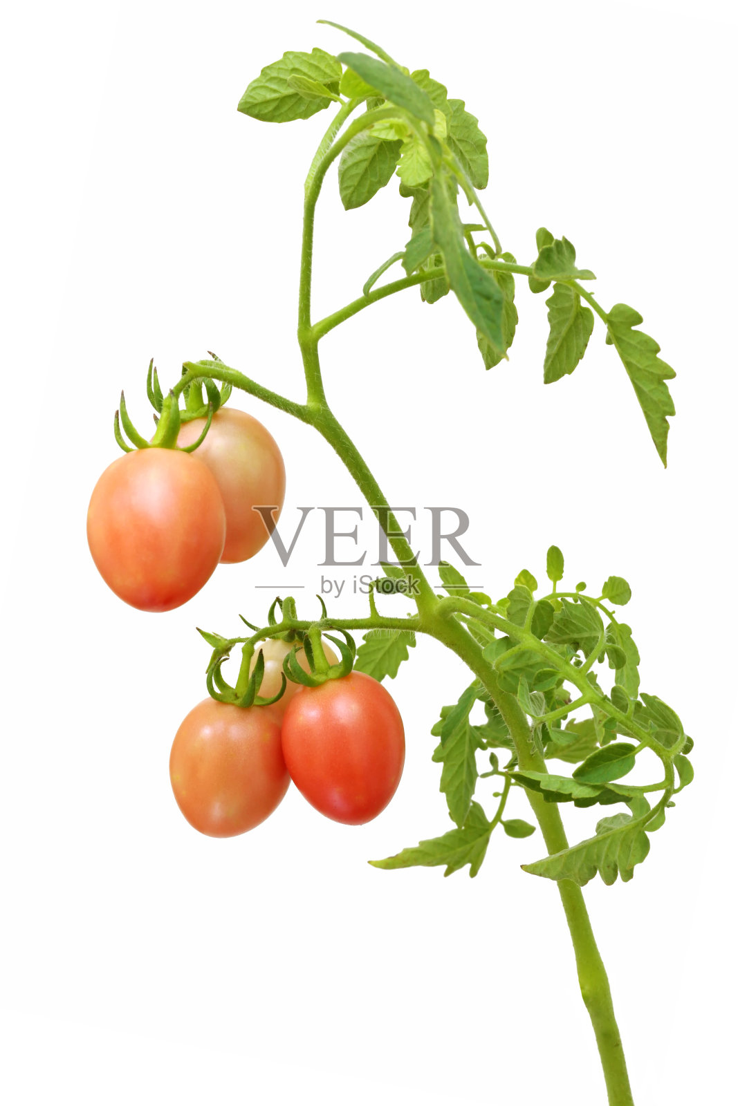 新鲜的生西红柿照片摄影图片