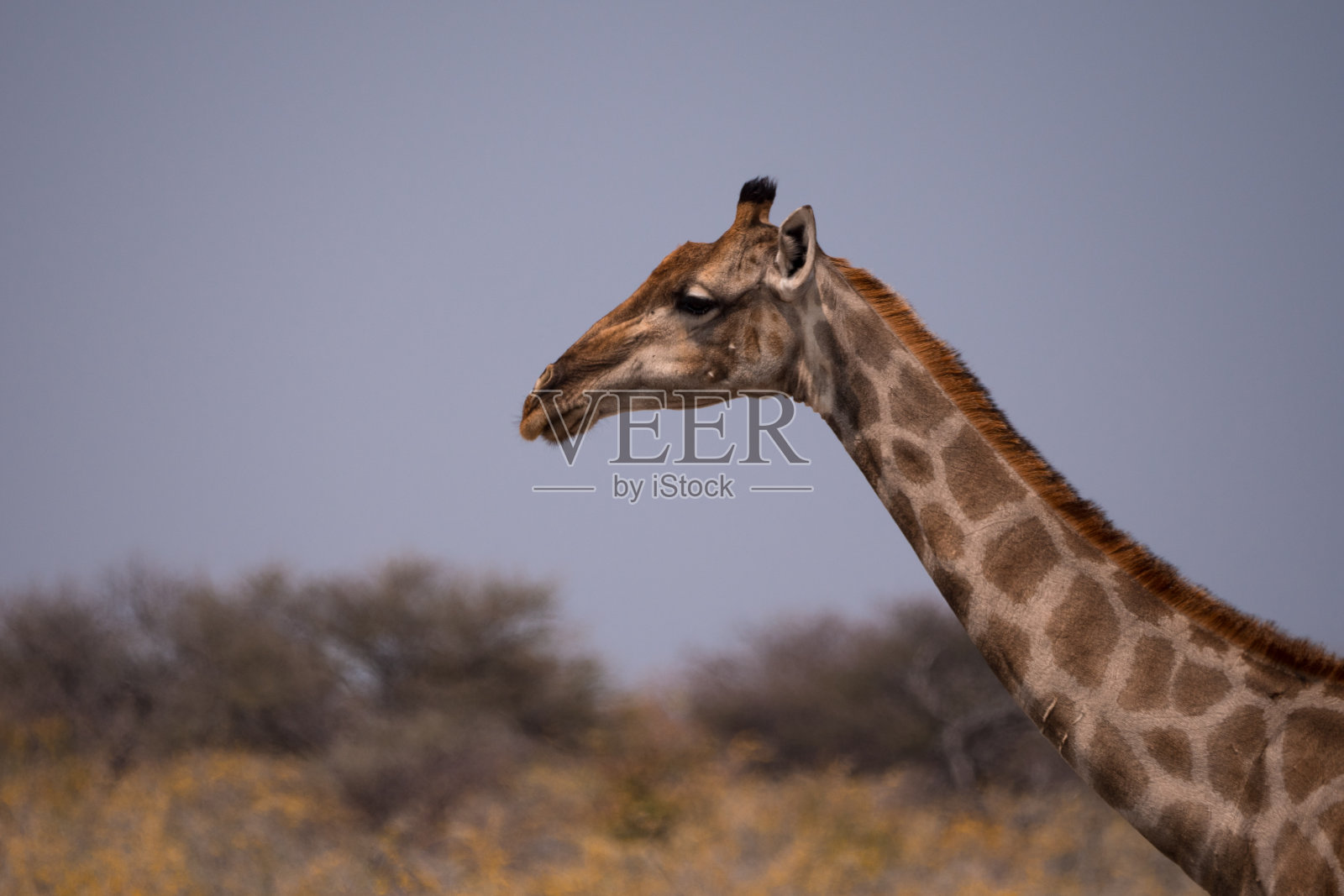 纳米比亚埃托沙国家公园的长颈鹿照片摄影图片