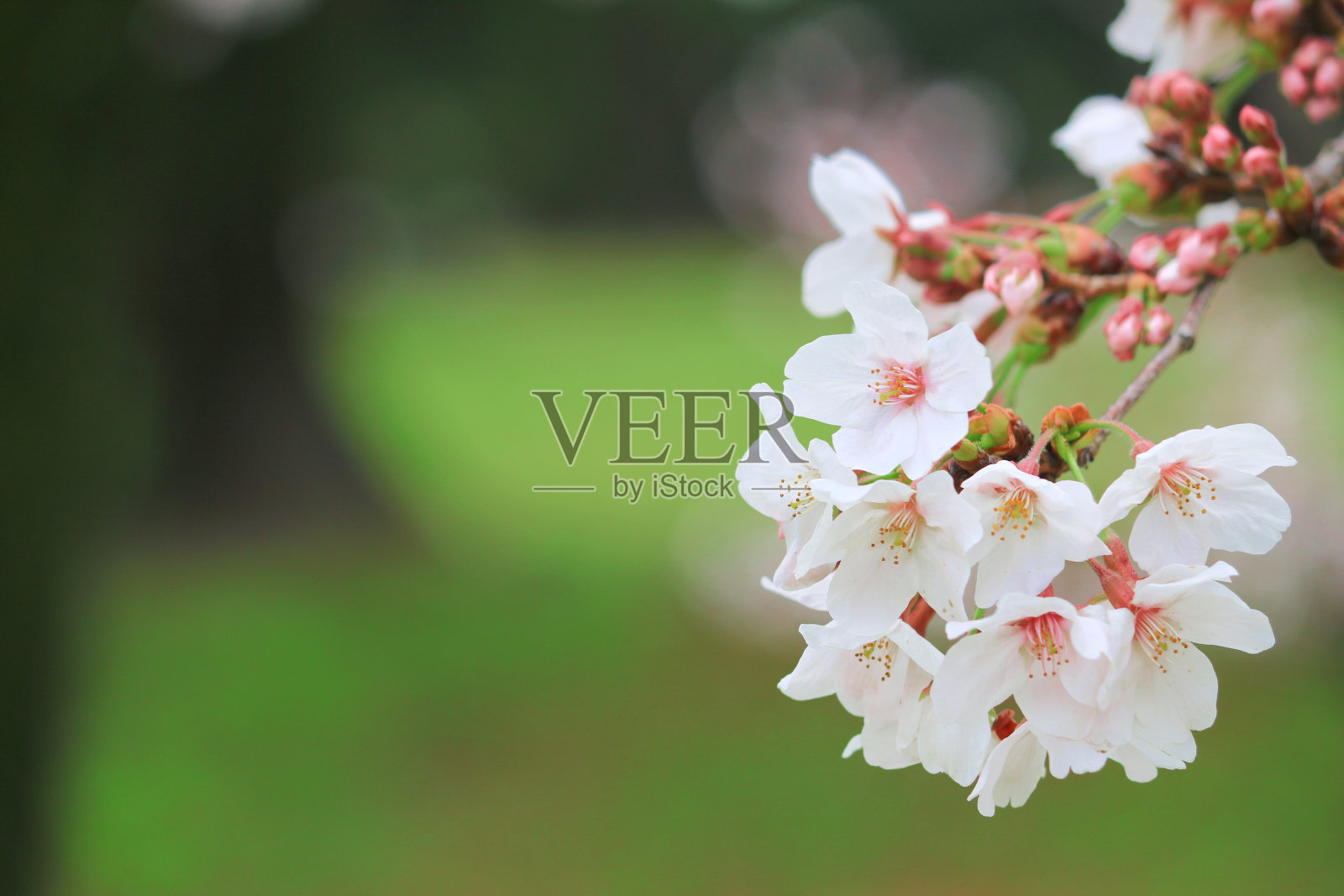 日本的樱花在春天盛开照片摄影图片