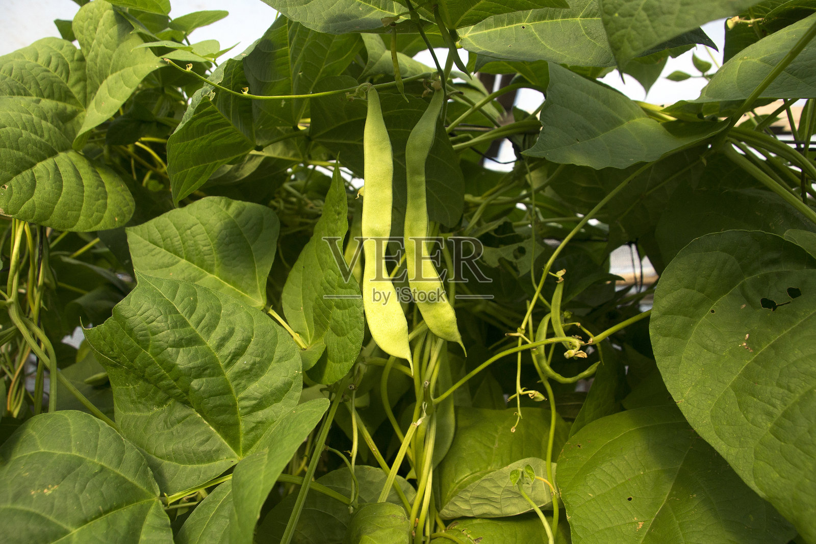 乔查工厂照片摄影图片