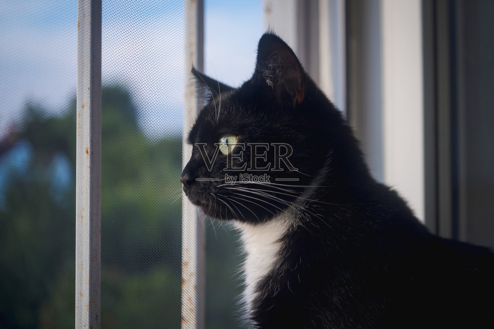 小基蒂看着窗外照片摄影图片