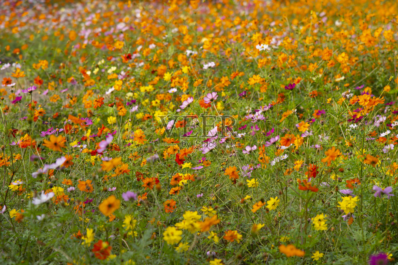 宇宙的花照片摄影图片
