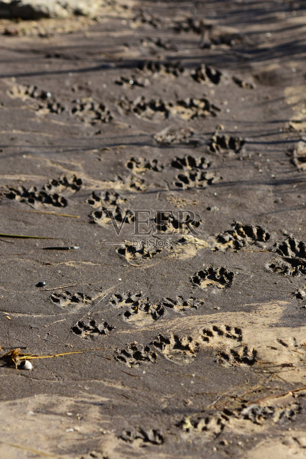 退潮时泥滩上有大量浣熊的足迹照片摄影图片