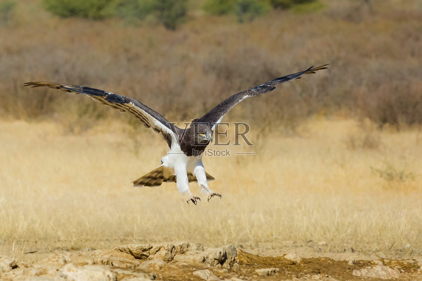 黑胸蛇鹰降落照片摄影图片