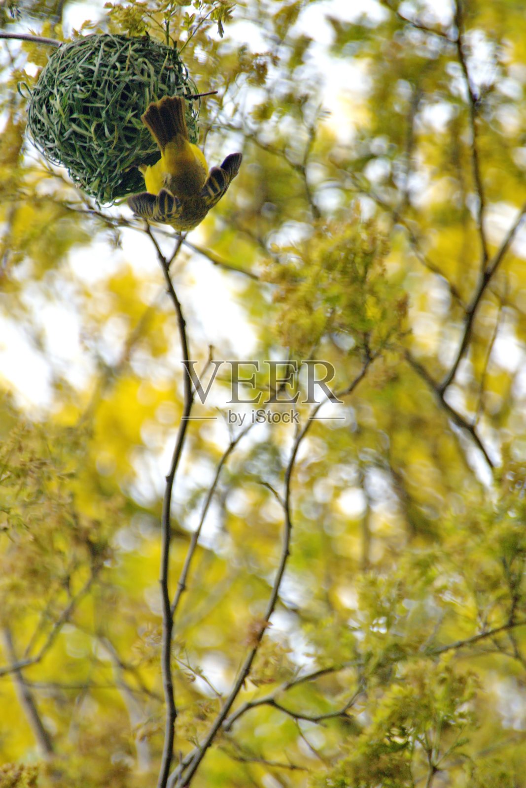 南方蒙面织布筑巢照片摄影图片