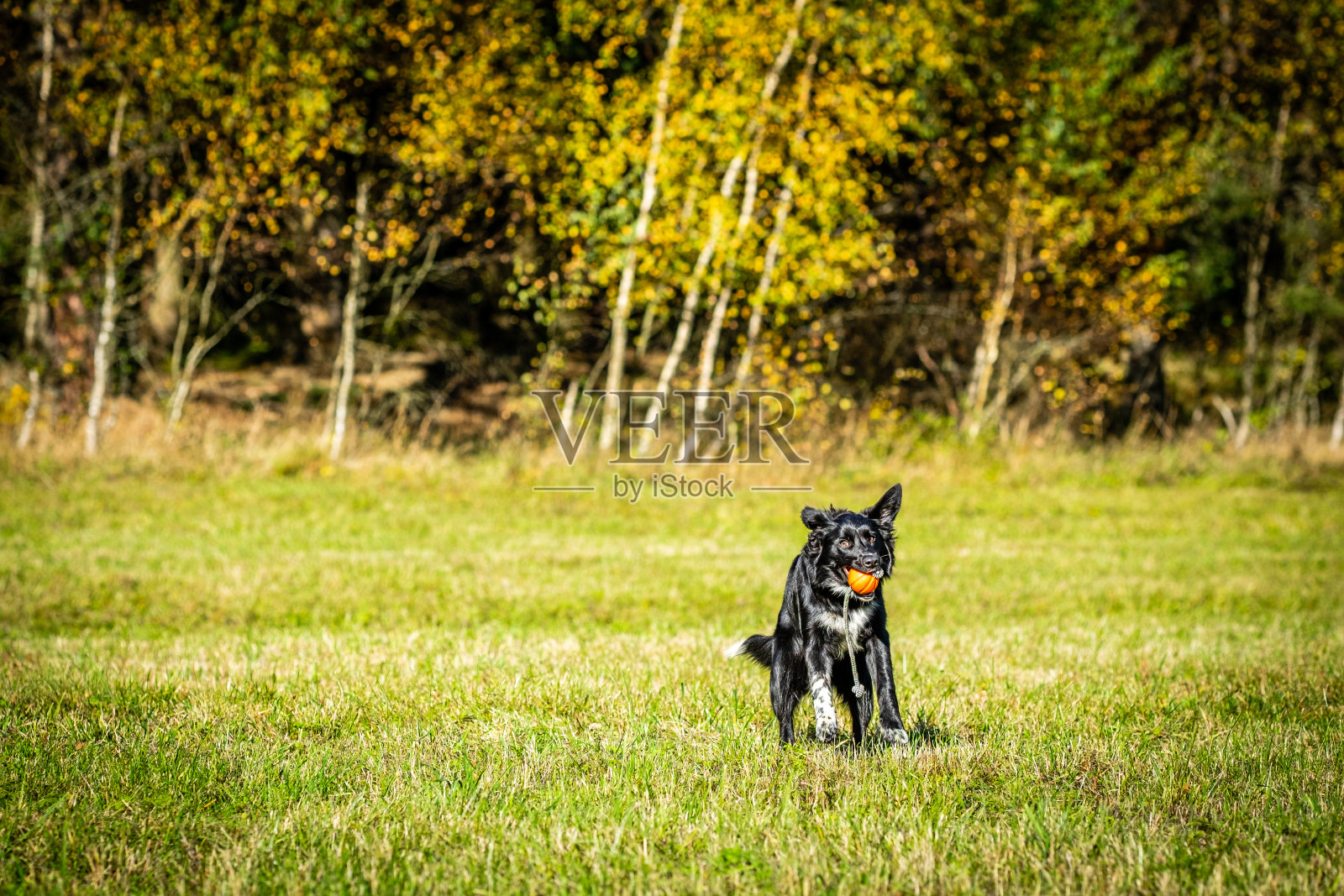 博德牧羊犬小狗,6个月大,正在玩球。抓住。运动。照片摄影图片