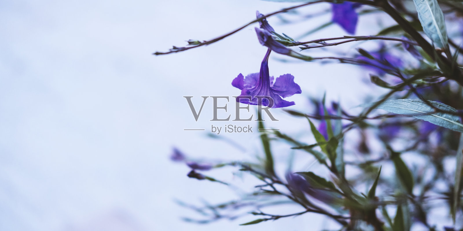 极简主义风格的鲜绿叶子俯视图背景照片摄影图片