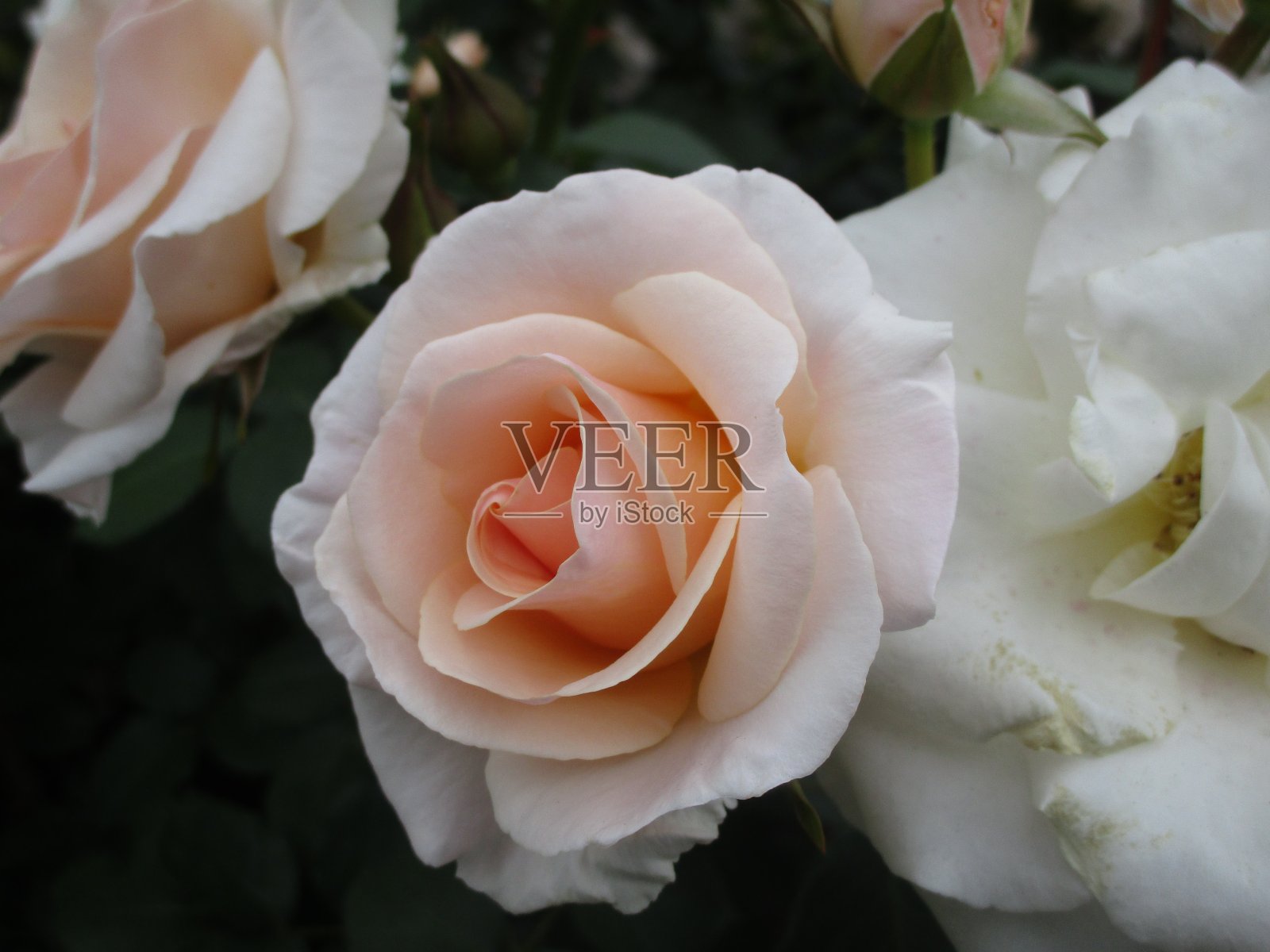 白桃色玫瑰近距离2019照片摄影图片