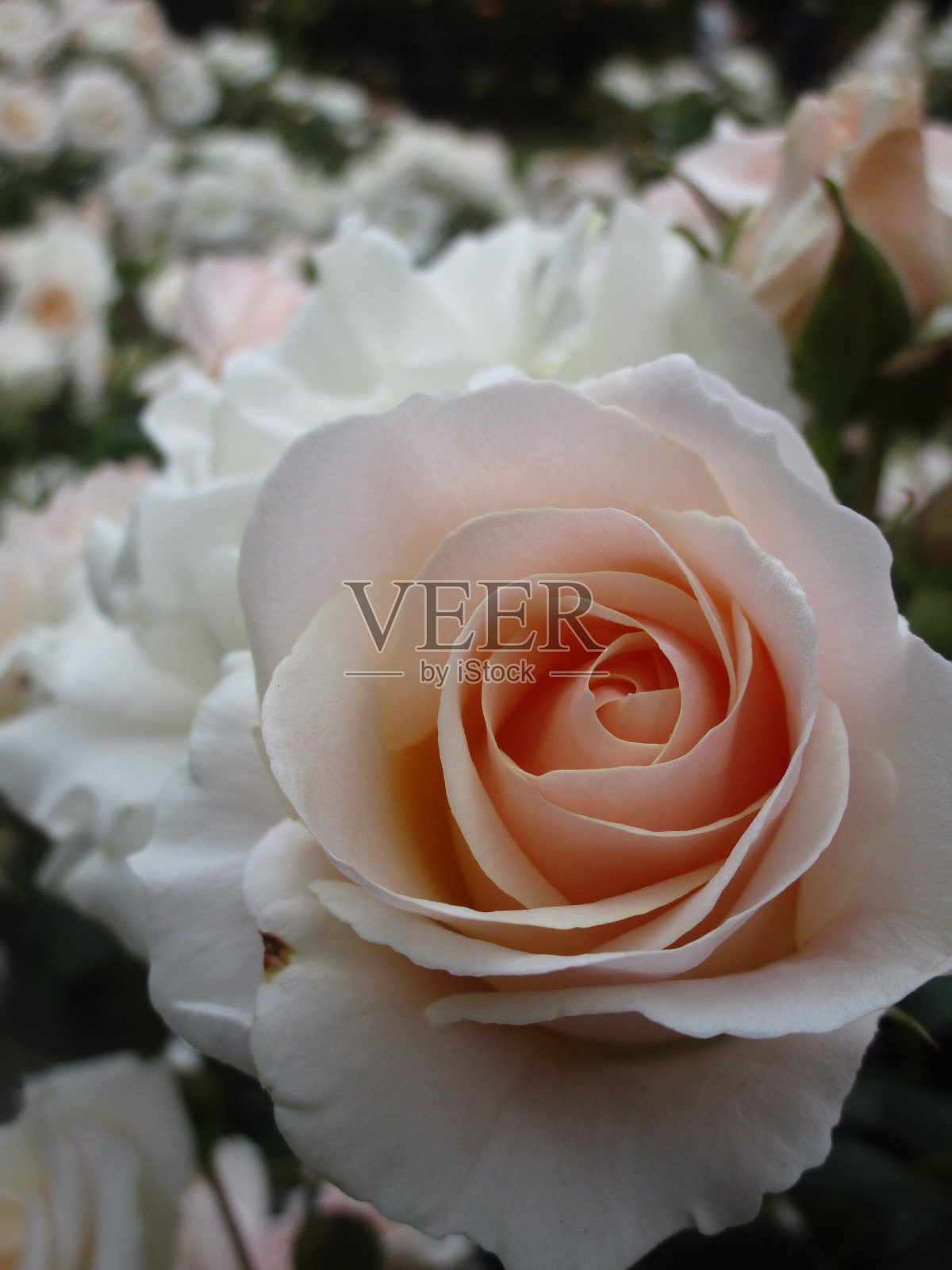 白桃色玫瑰近距离2019照片摄影图片