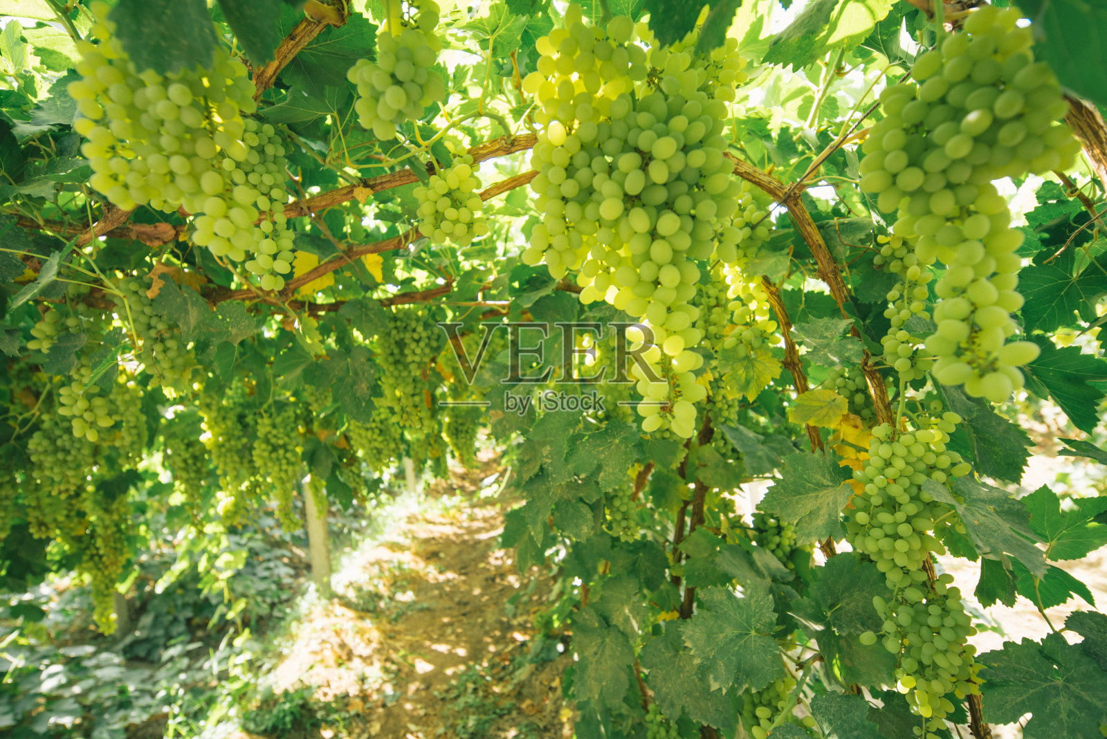 新疆吐鲁番的绿色葡萄园照片摄影图片