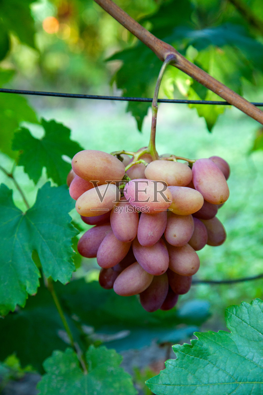花园里有一串带大浆果的粉红葡萄照片摄影图片