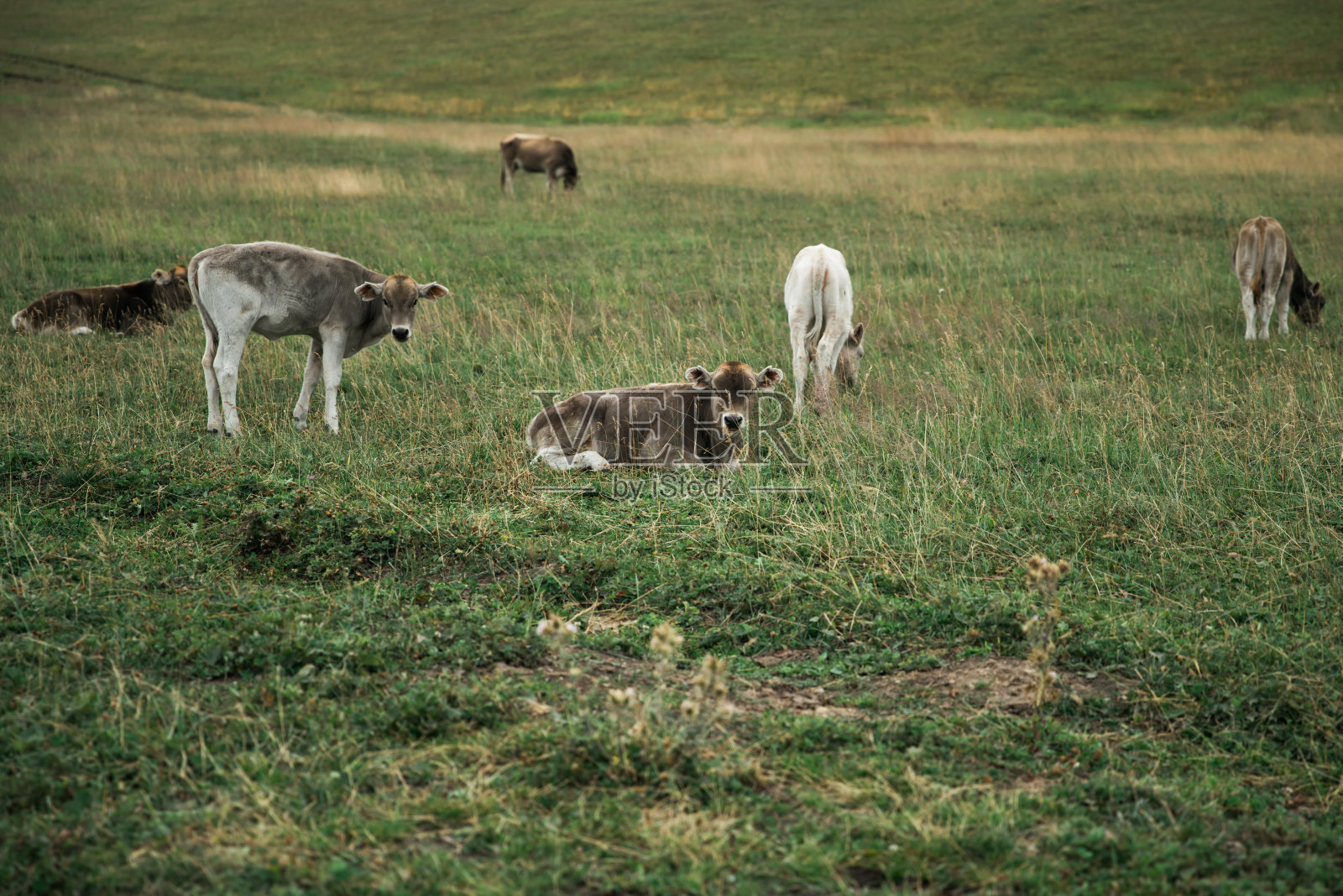 新疆草原上的幼牛照片摄影图片