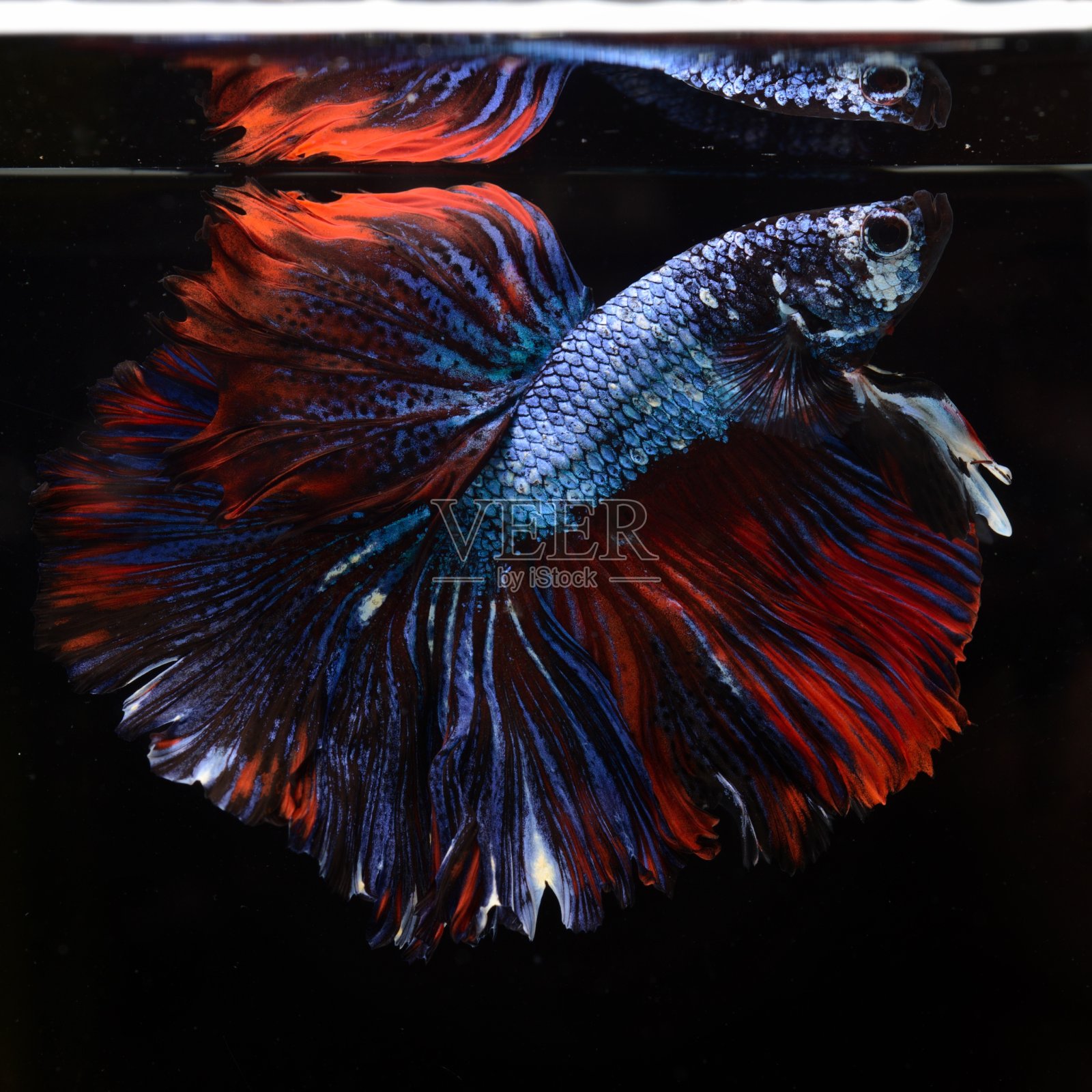 奇特的暹罗斗鱼或半月鱼是一种美丽的鱼,在外国人中很受欢迎。由于颜色漂亮,易于饲养,是出口到泰国的最漂亮的鱼。照片摄影图片