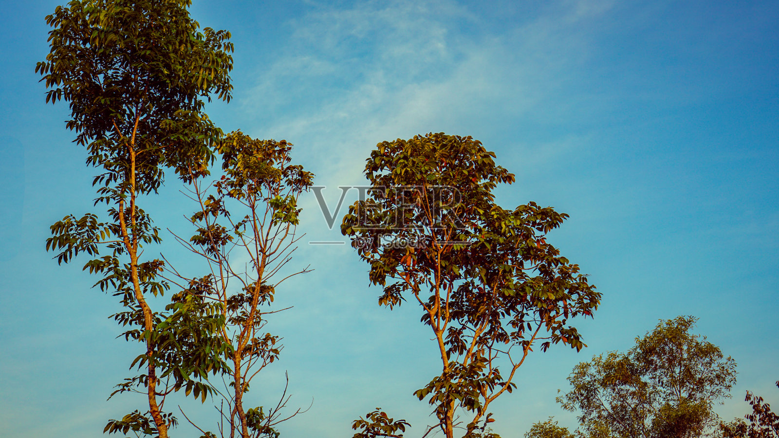 桃花心木树植物照片摄影图片