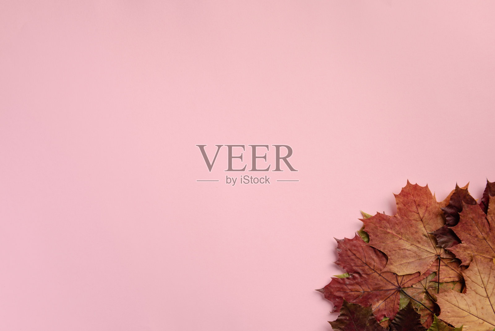 秋天的枫叶孤立在粉红色的背景上。平铺,俯视图,拷贝空间。照片摄影图片