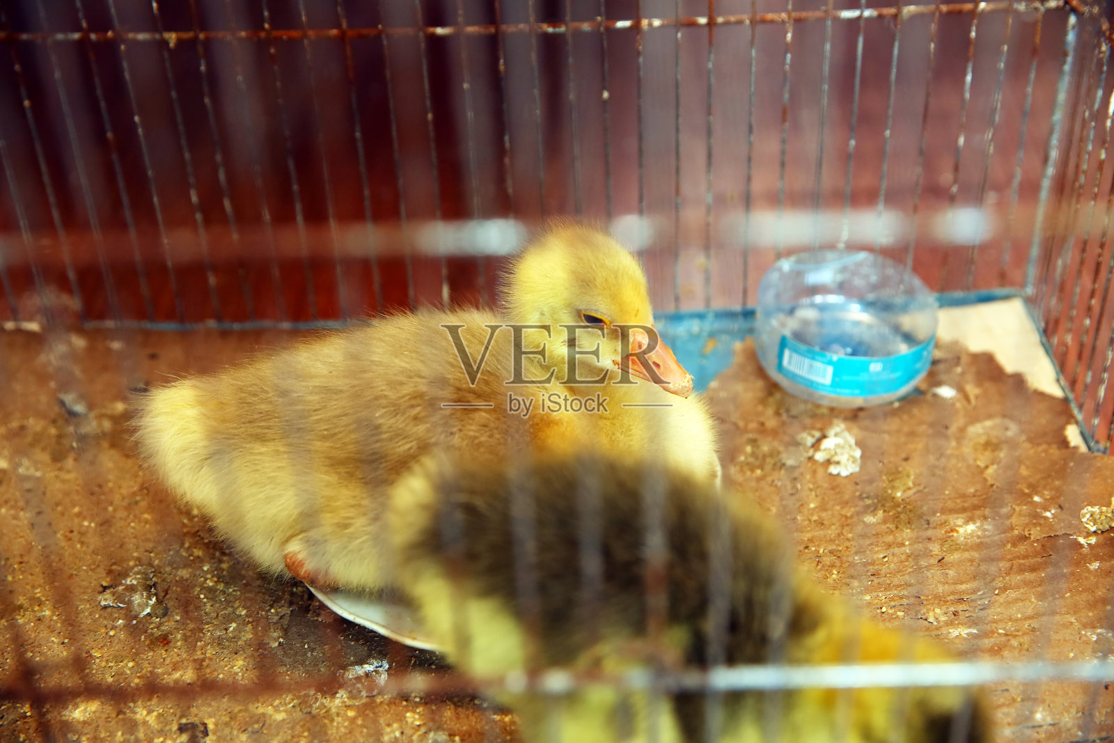小鸭。明亮的小鸭挤在笼子里。黄色的肿块被吓坏了,躲在角落里。小鸭子在农场出售和饲养。很多黄色的小鸭子。黄小鸭在笼子里。照片摄影图片