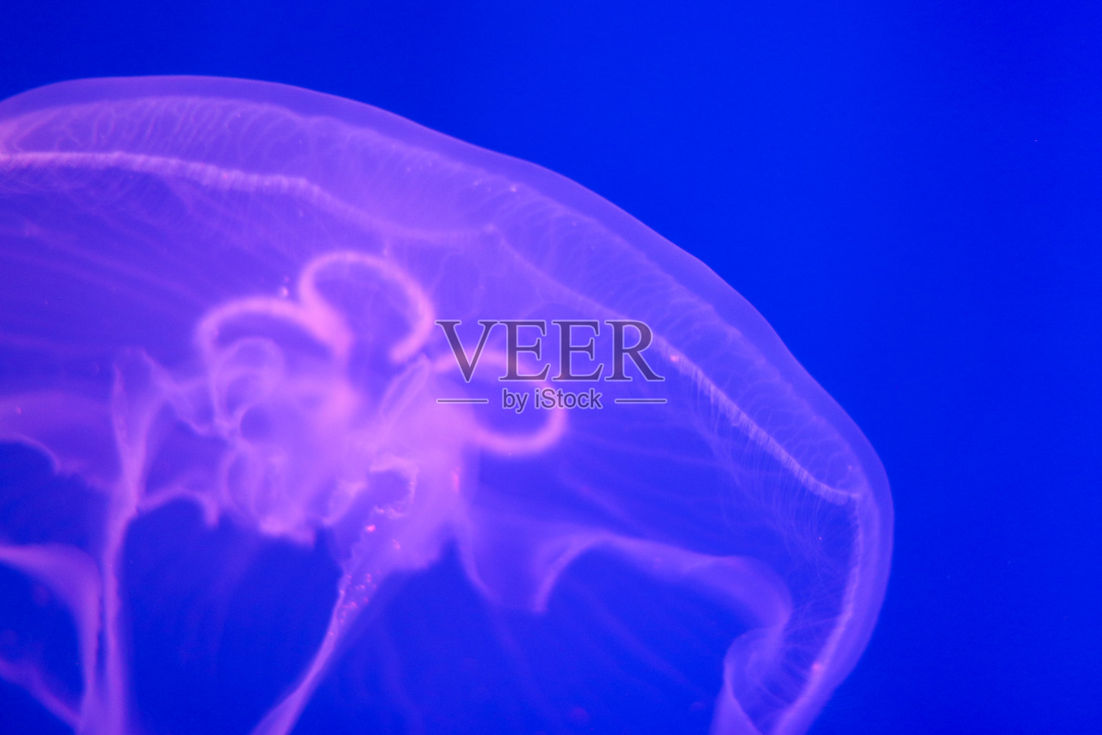 大透明水母特写在明亮的蓝色背景。海洋生命。潜水和旅游业。照片摄影图片