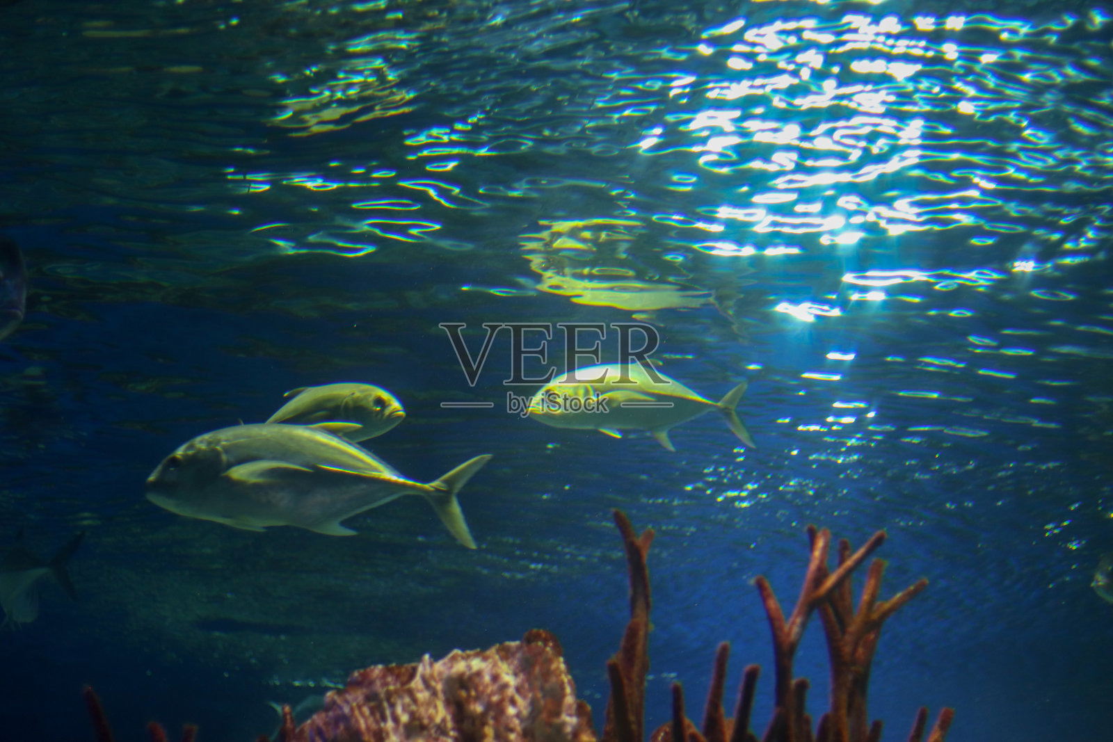 水下的大鱼,从下面拍摄。阳光在水中折射,照亮了水面。水下生物,海洋中的动植物。旅游和潜水,模板为内容。照片摄影图片