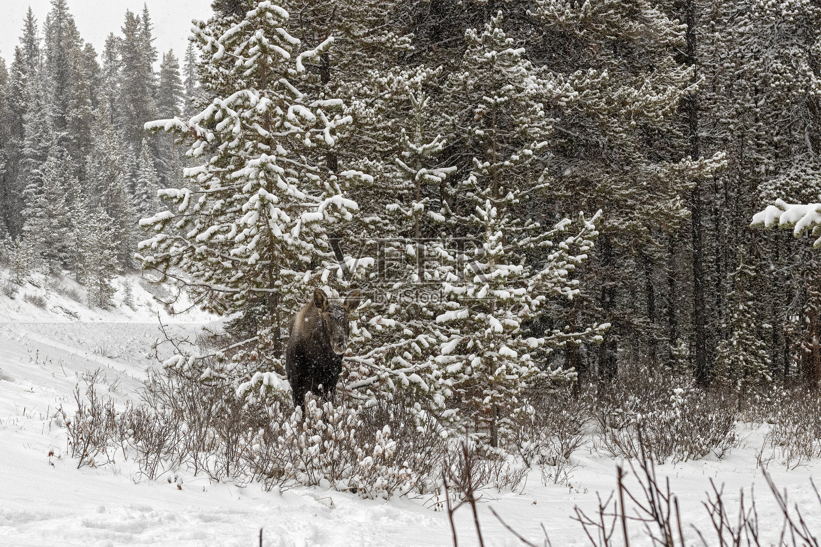 驼鹿照片摄影图片