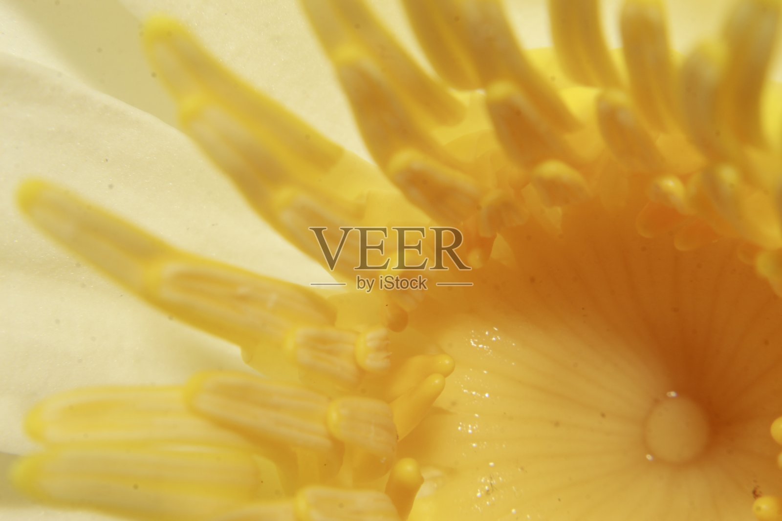 白色荷花黄色心皮。照片摄影图片